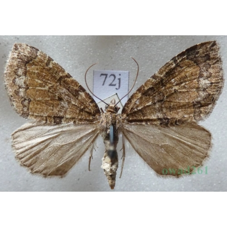 Hydriomena furcata (Thunberg, 1784) Paśnik widliczak Czech72j